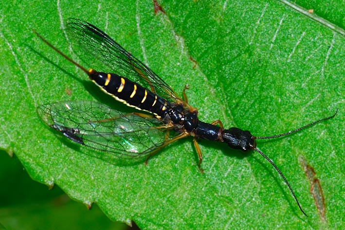 Parainocellia bicolor